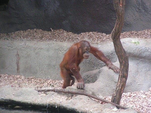 ZOO PRAHA